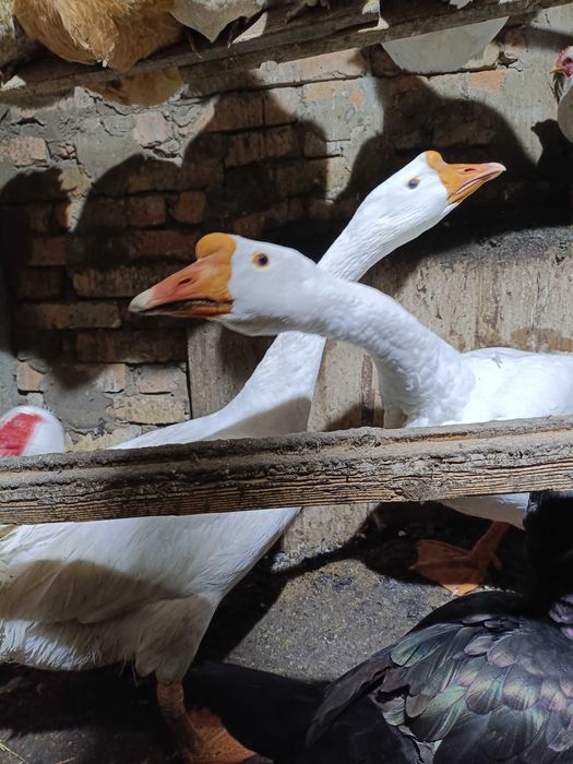 Гуси породы Линда