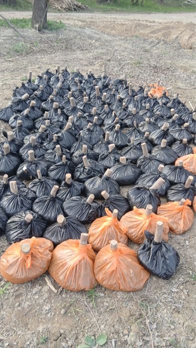 Павловния гибрид