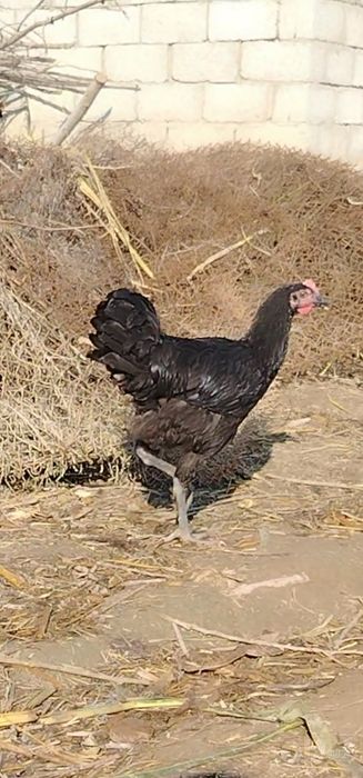 Qora shaxzoda gigantlar sotiladi