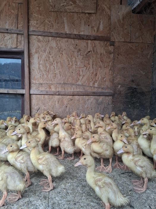 Rățuște și puice de vânzare