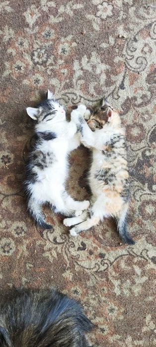 Отдам котят в хорошие руки