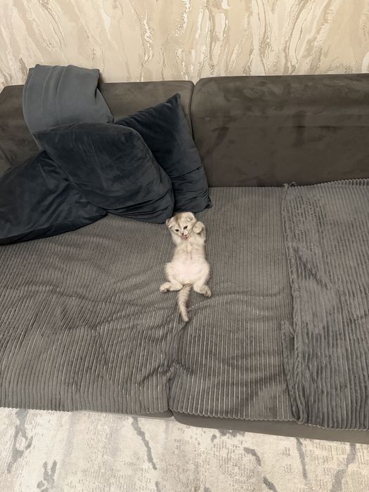 Продам котеночка