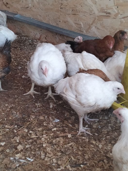 Цыплята бройлеры