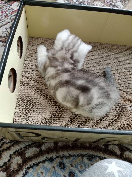 Британские  котята.