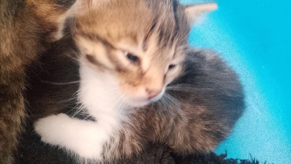 Отдам в хорошие руки