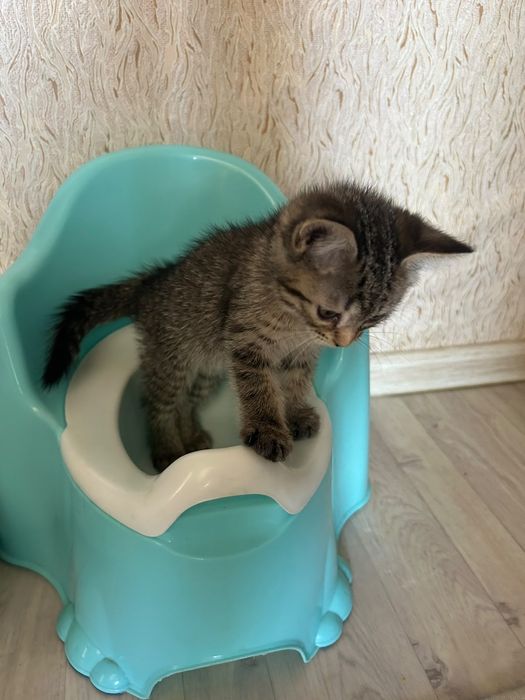Котенок девочка в добрые руки