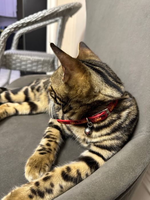 Бенгал чистокровный