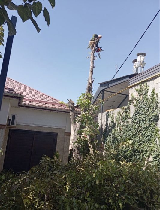 Спил деревьев Обрезка дерево