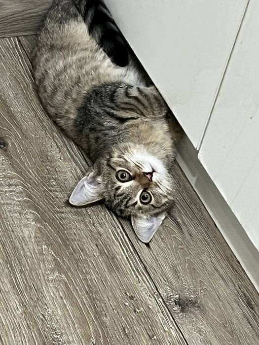 Кошка. Бесплатно девушка