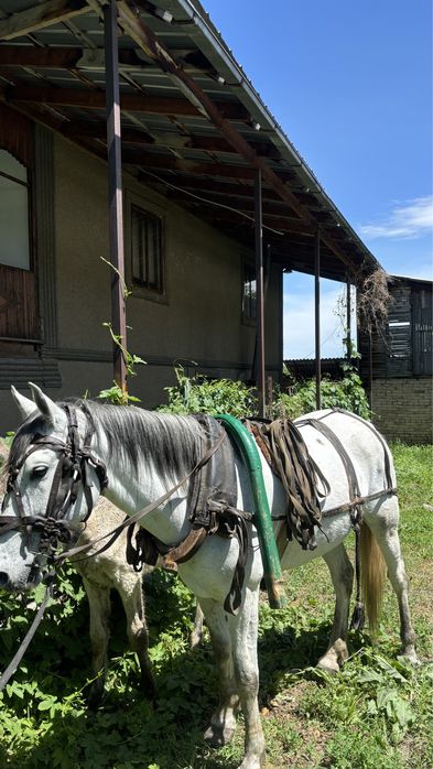 Продам бричку в комплекте,ат арба сатылады