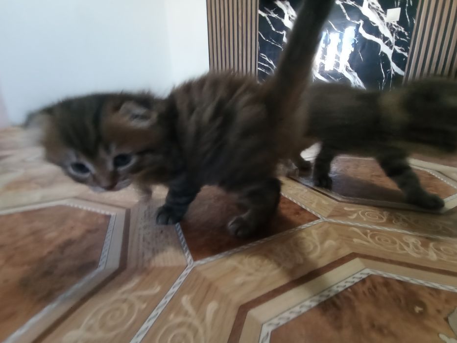 Екі марғау бірге сатылады