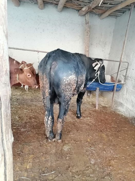 Ho‘kiz sotiladi yeyishga gap yo‘q