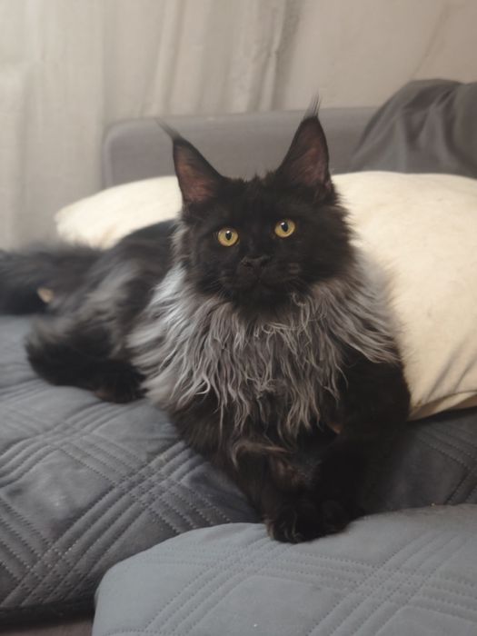 Мальчики Мейн Кунчики