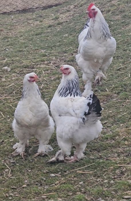 Vând o pereche de găini Brahma HD