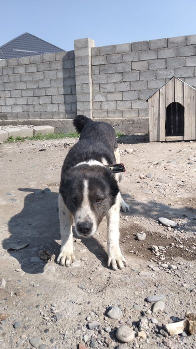 Итті тегін беремін