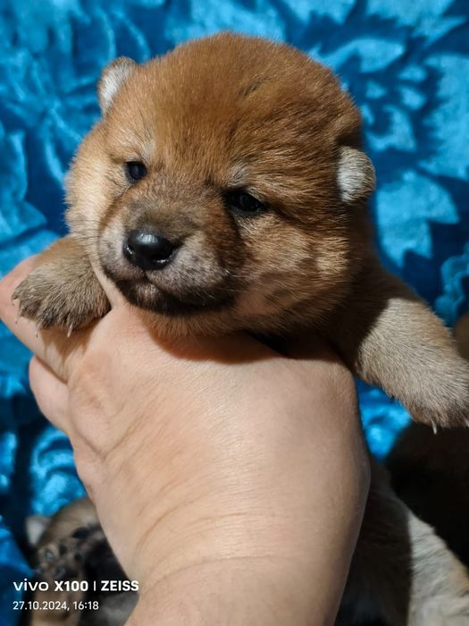 Очаровательные щенки сиба- ину.