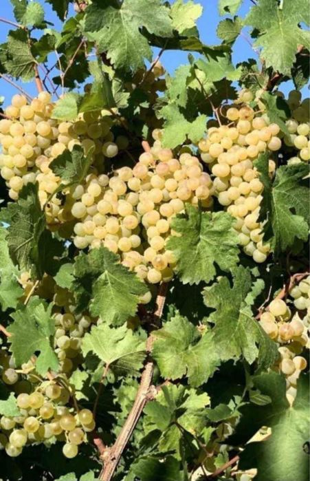 Struguri pentru vin!