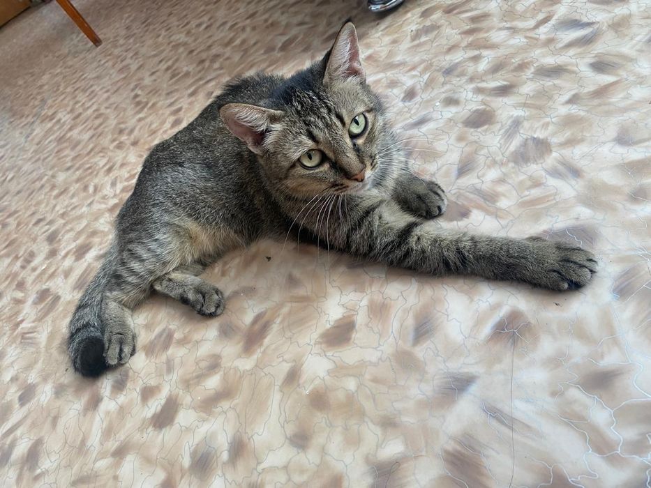 Отдам кошку бесплатно