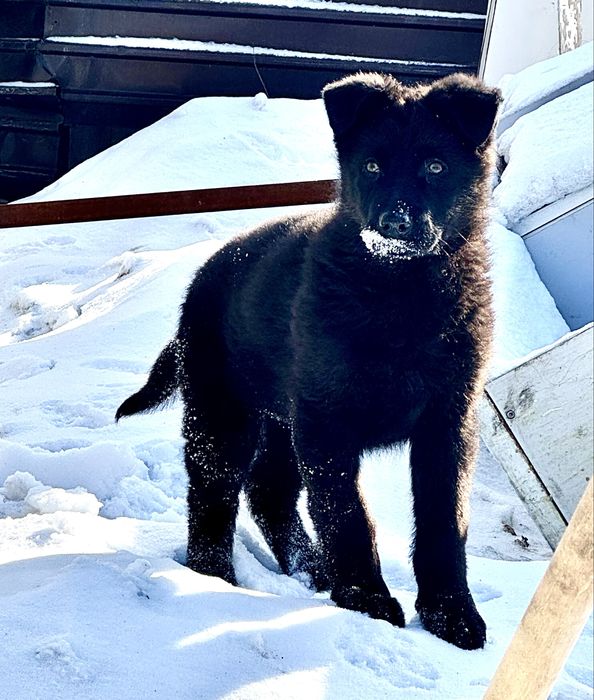 Щенок немецкой овчарки