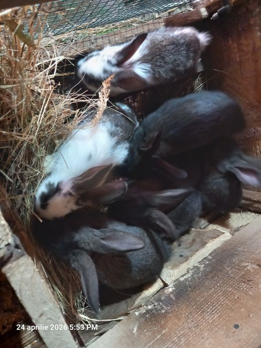 7 iepuri corcitură hycole francez cu uriaș german, 8 săptămâni