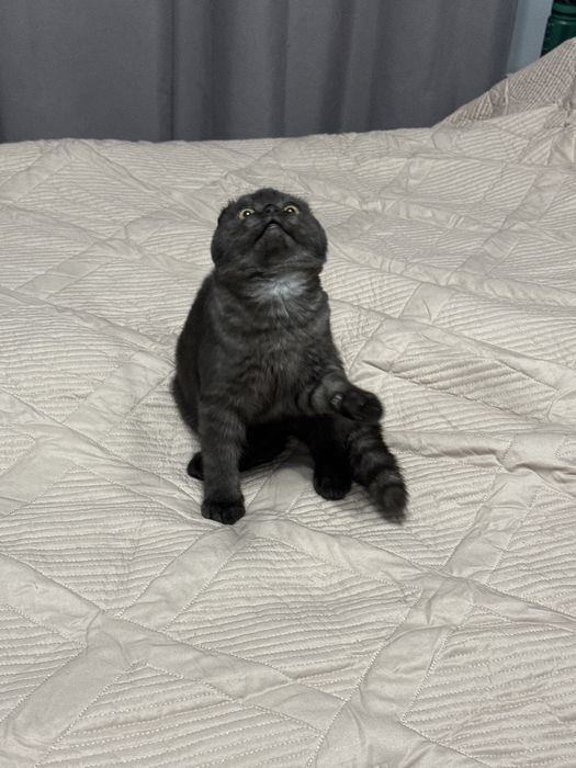 Котята шотланские вислоухие