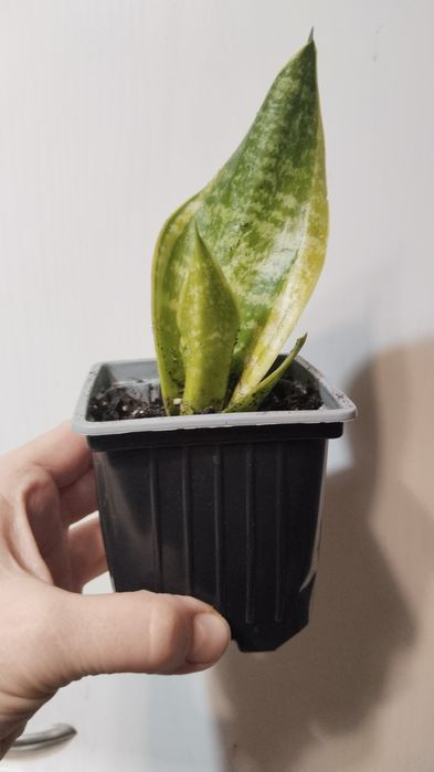 Продам сансевьерию!