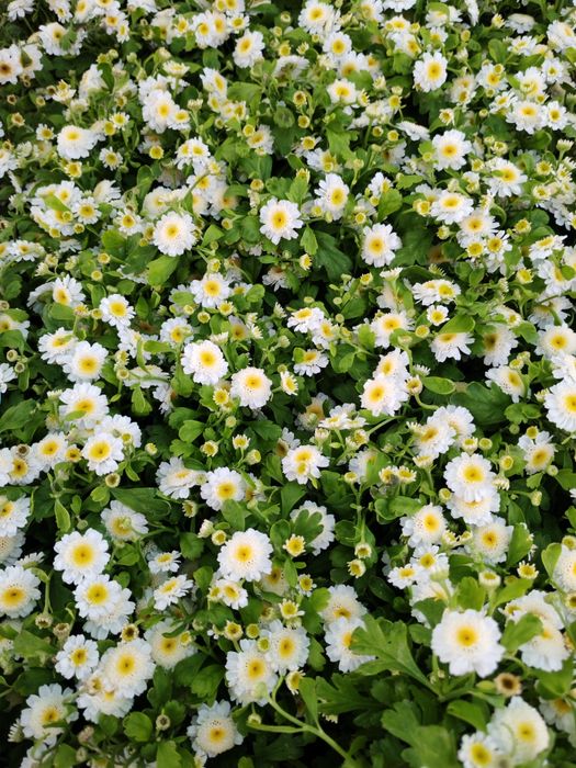 Продам цветы 500