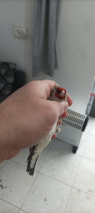 Щегол черноголовый