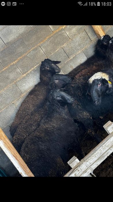 Семыз бордақы қошқарлар сатылады