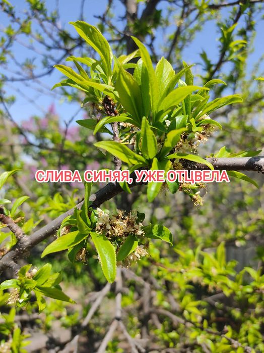 Продам дачу на Бобровке