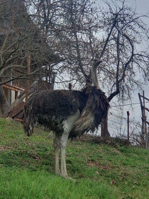 Afacere cu struti. Oua de strut de vanzare.