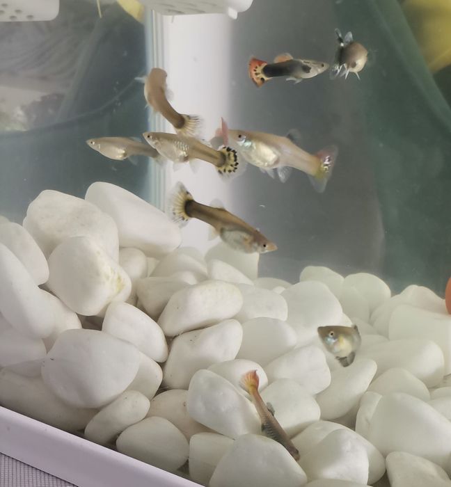 Vând guppy poecilia reticulata