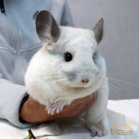 Шиншилы,  харек,  крысы , хомяки,