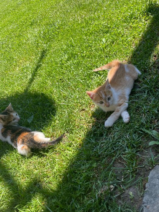 Pisici spre adopție