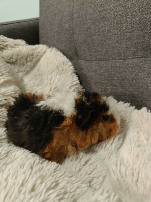 Морски свинчета альпако, розетка