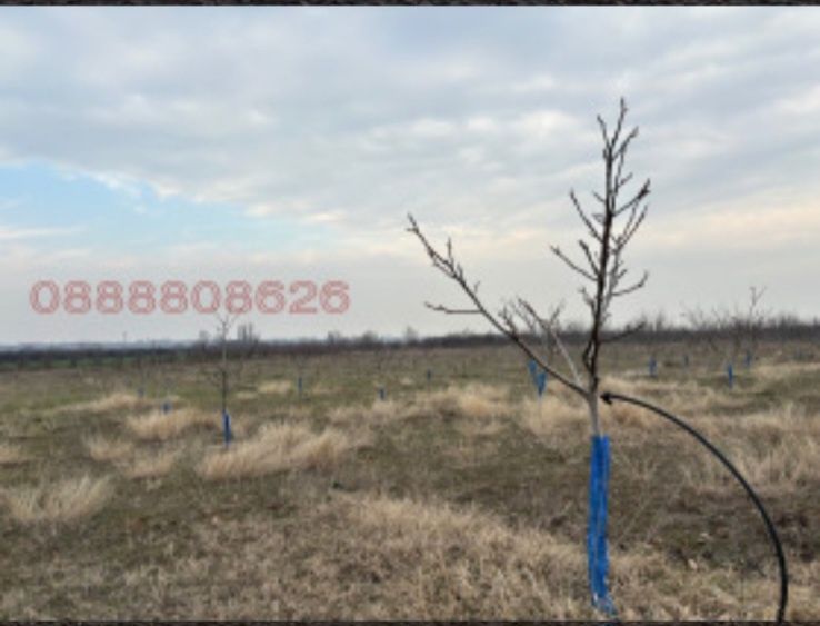 Продава се Земеделски имот в Перущица -  кв.м за 4857 €/дка - Снимка #11