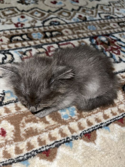 Котята мальчики месяц серый и черный