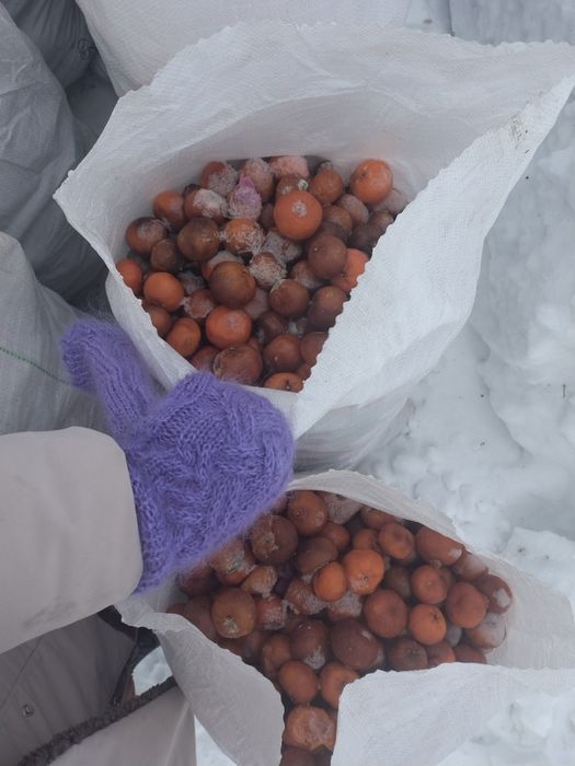 Пищевые корма для животных