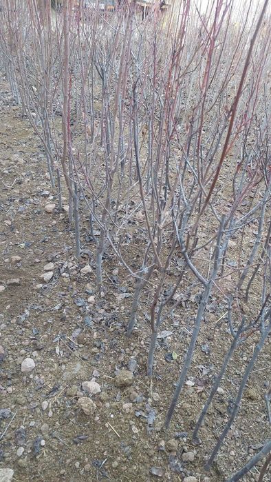 Олхури кучатлари (чернослив) сотилади