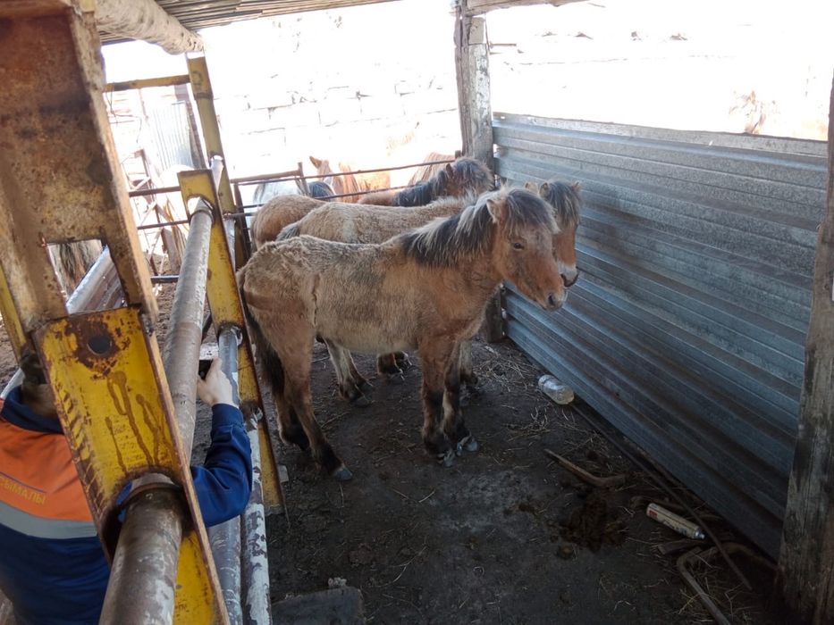продам тазы жабы тұкымы муғалжар