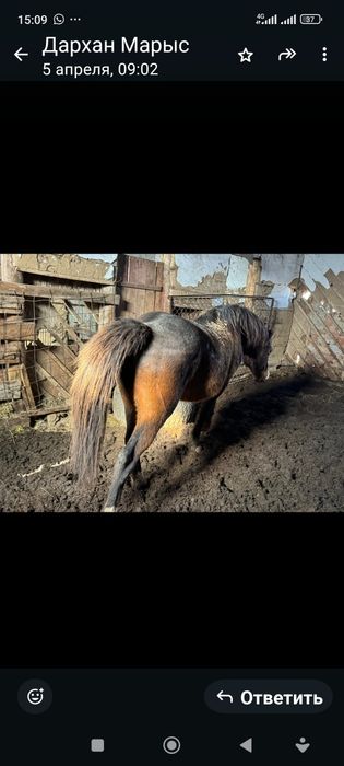 Жеребец хорошй  касяк хорошы держет.