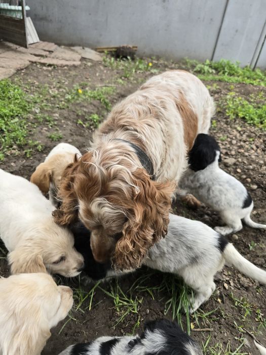 Собаки спаниельки