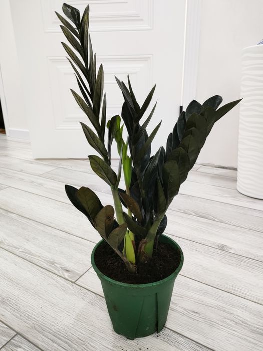 Растения для дома, офиса. Доставка возможна