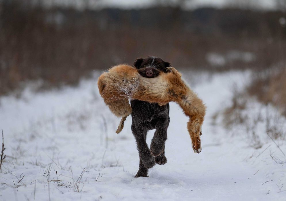 Продаю щенков дратхаара.