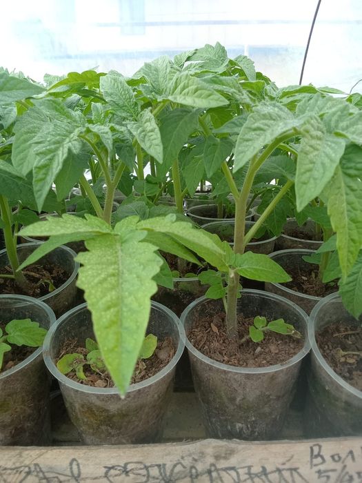 Рассада томата (помидор).