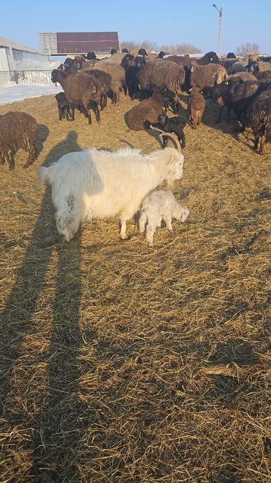 Продам коз мясом