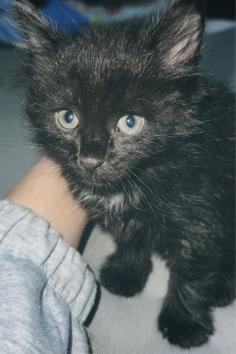 Кошка 1 месяц бесплатно