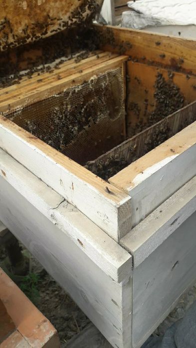 Buxoro vil. Kogon t.da Asalori oilasi sotiladi 1 ta ramkasi 150 000 co