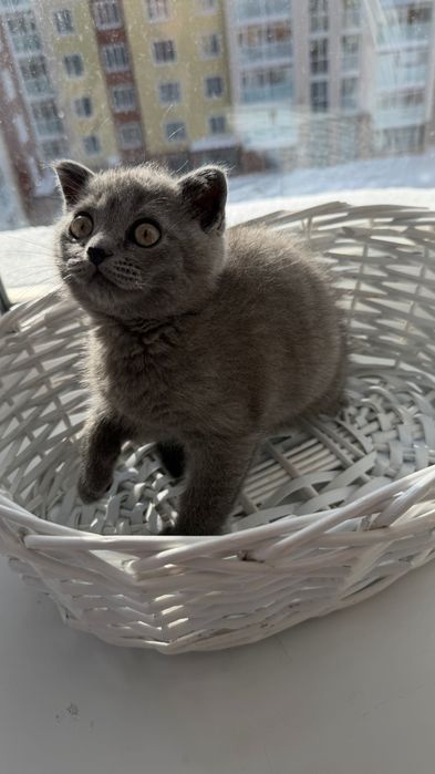 Котенок шотландский