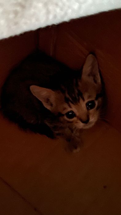 Котята бесплатно